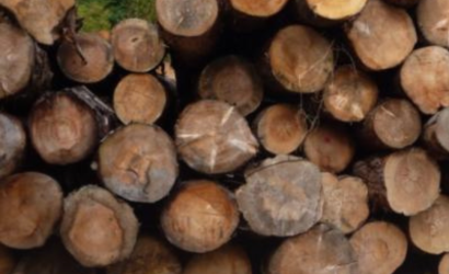 Gerentes en la mira: los ejecutivos acusados por blanqueo de madera y fraude fiscal de $5.100 millones