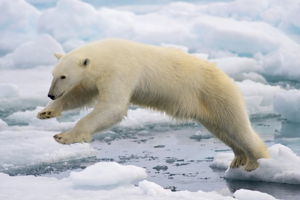 La población de osos polares crece mientras los ponen como ejemplo de los estragos del cambio climático ￼