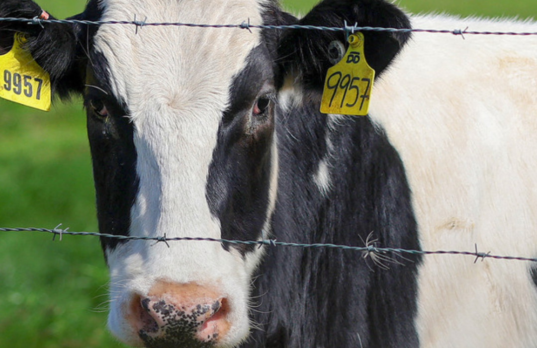 Detectan otro caso en humanos de gripe aviar transmitida por vacas: ¿motivo de preocupación?