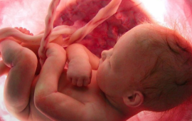 La junta escolar de Tennessee aprueba por unanimidad el plan de estudios que incluye «Baby Olivia»