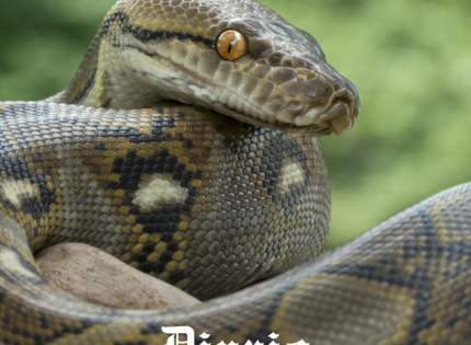 Una pitón se traga a una mujer en Indonesia: el segundo caso en un mes