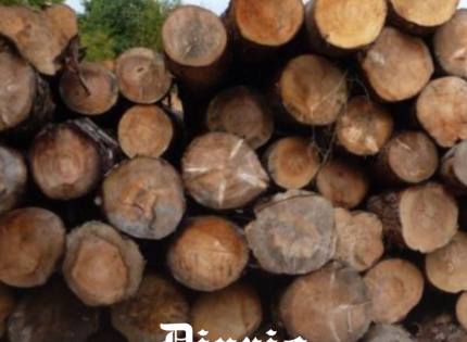 Gerentes en la mira: los ejecutivos acusados por blanqueo de madera y fraude fiscal de $5.100 millones