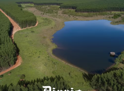 Al igual que CMPC: Arauco opta por Brasil para realizar millonaria inversión de planta de celulosa