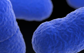 Casos de Listeria en Chile: Minsal detalla quiénes son considerados grupos de riesgo y qué alimentos no deben consumir