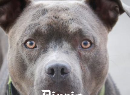 Bebé de 15 meses murió tras ser atacada por pitbull en Talca