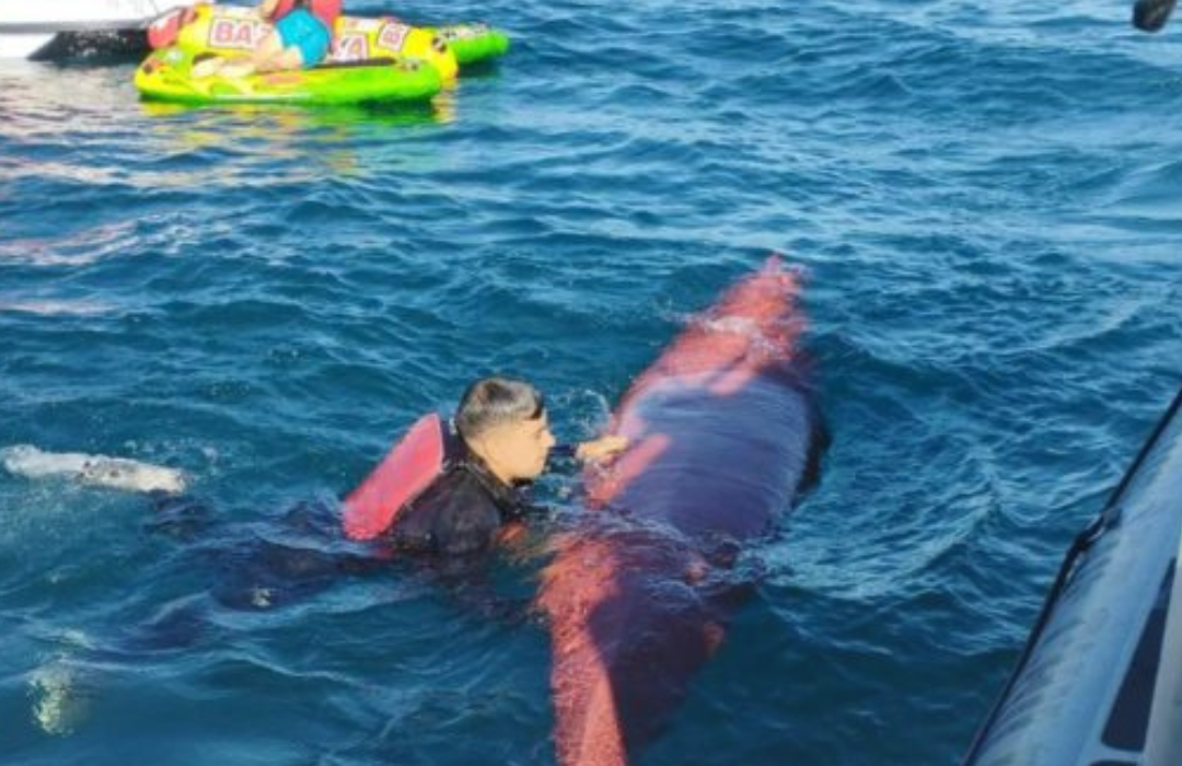 Encontraron el kayak: lo que se sabe de la joven desaparecida en el Lago Villarrica