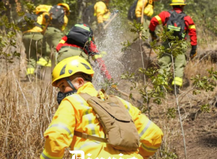 Tres brigadistas de la CMPC mueren en combate de incendio forestal en Los Sauces