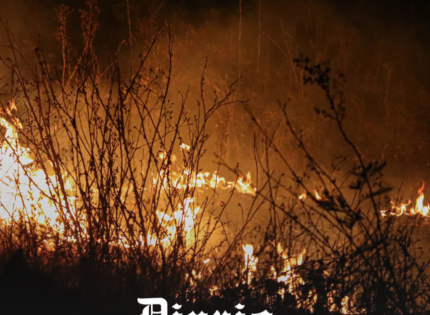 La Araucanía bajo fuego: incendios intencionales, toque de queda y ataques a brigadistas