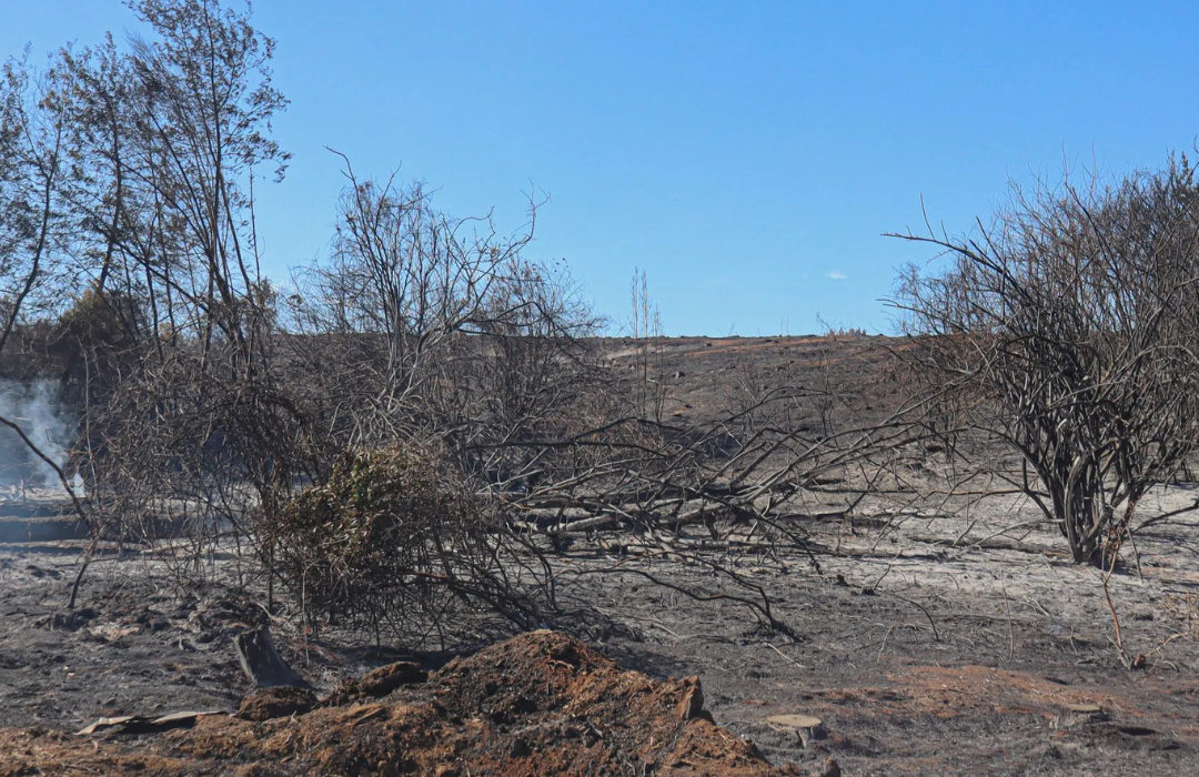 Nueve incendios en 42 días en el mismo predio: el patrón de las quemas intencionales para usurpar campos en el sur
