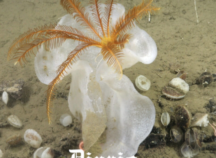 La avanzada tecnología que exige la naturaleza para ser observada en áreas inexploradas a 4.500 mts bajo el mar chileno