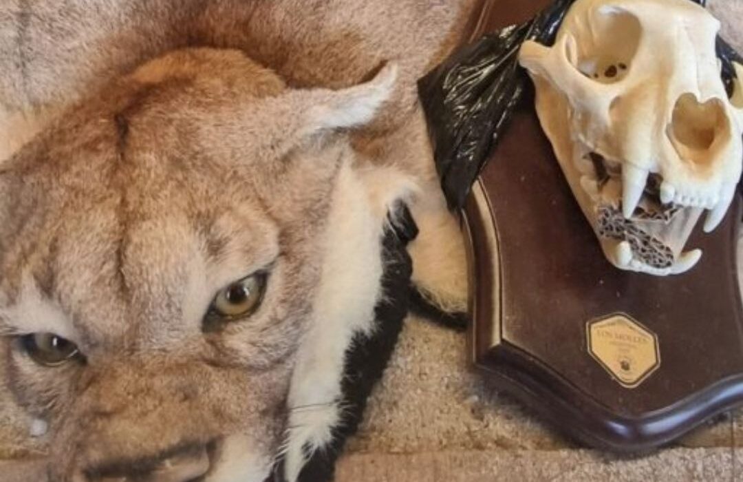Cabezas de puma hechas trofeo: El mega caso de caza y tráfico de fauna que sacude Argentina
