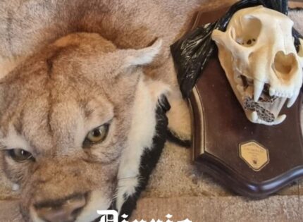 Cabezas de puma hechas trofeo: El mega caso de caza y tráfico de fauna que sacude Argentina