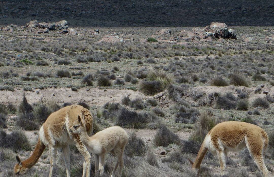 Lanas de sangre: la caza furtiva de vicuñas en Antofagasta