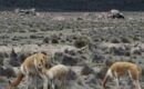 Lanas de sangre: la caza furtiva de vicuñas en Antofagasta