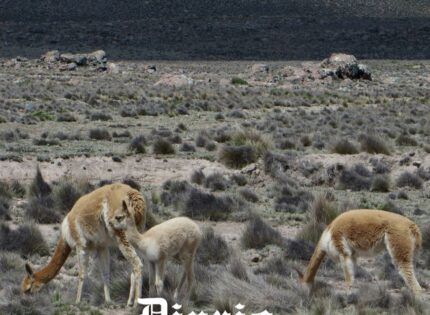 Lanas de sangre: la caza furtiva de vicuñas en Antofagasta