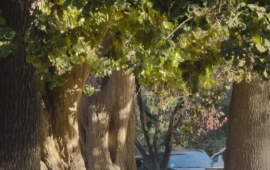 Tras megaincendio, plantan mil árboles nativos en el Jardín Botánico de Viña del Mar