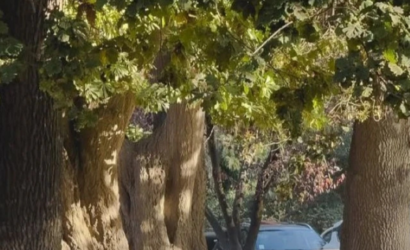 Tras megaincendio, plantan mil árboles nativos en el Jardín Botánico de Viña del Mar