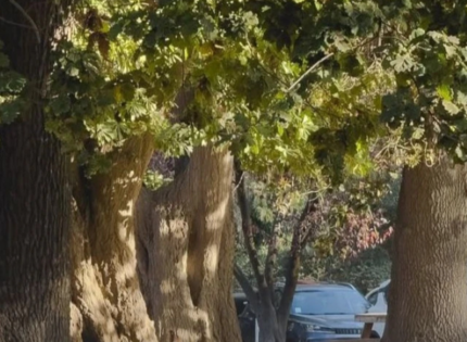 Tras megaincendio, plantan mil árboles nativos en el Jardín Botánico de Viña del Mar