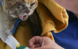 No solo las 137 vidas humanas perdidas: Suman querella por muertes de animales en mega incendio de Viña en 2024