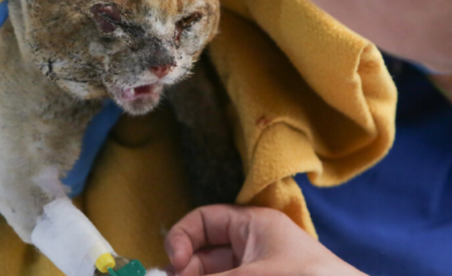 No solo las 137 vidas humanas perdidas: Suman querella por muertes de animales en mega incendio de Viña en 2024
