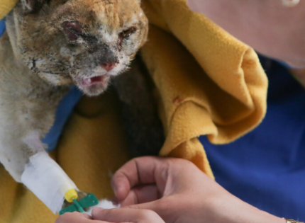 No solo las 137 vidas humanas perdidas: Suman querella por muertes de animales en mega incendio de Viña en 2024