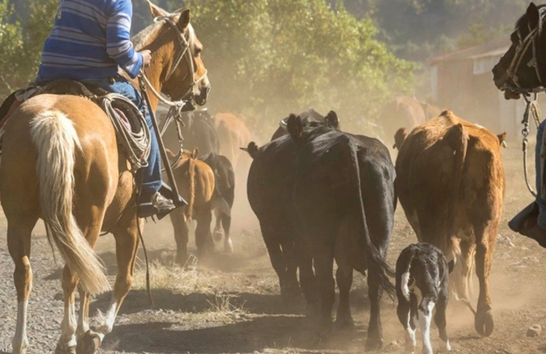 Arrieros de Antuco y San Fabián quedan finalistas en premio mundial de montañismo por impulsar el turismo cultural y natural