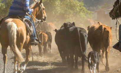 Arrieros de Antuco y San Fabián quedan finalistas en premio mundial de montañismo por impulsar el turismo cultural y natural