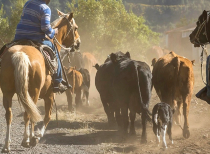 Arrieros de Antuco y San Fabián quedan finalistas en premio mundial de montañismo por impulsar el turismo cultural y natural
