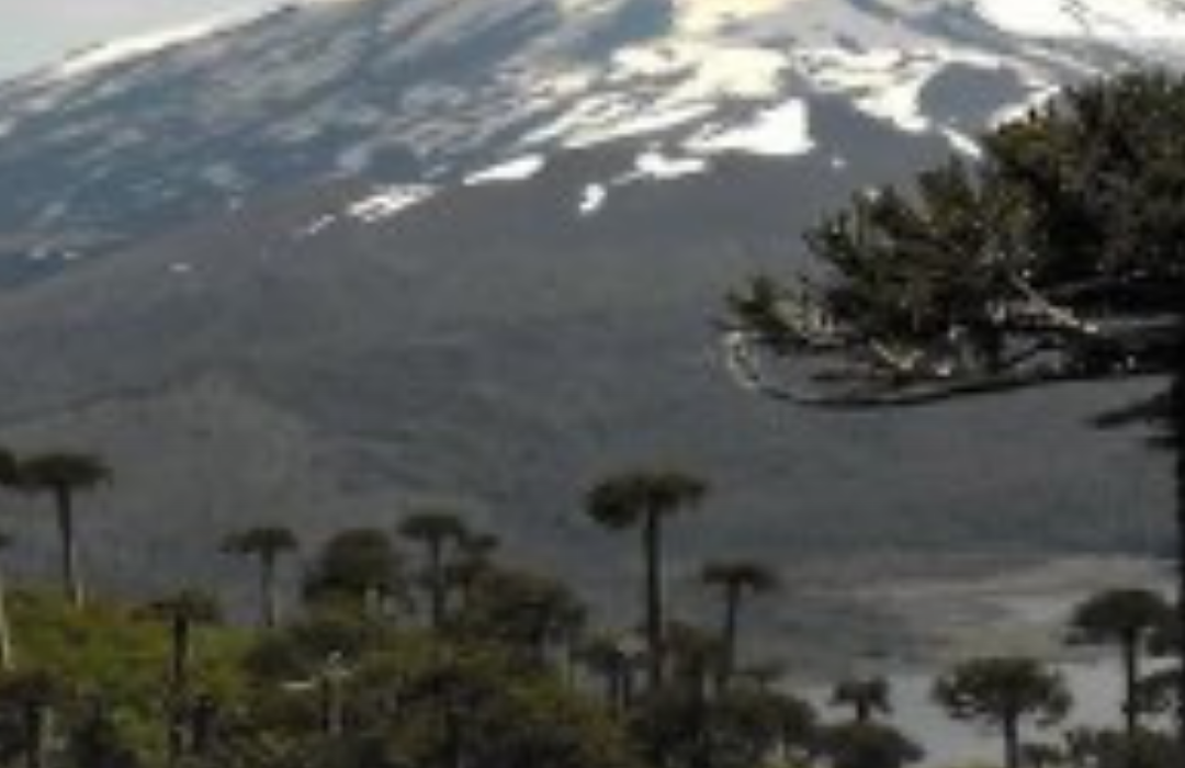La Araucanía: MOP canceló proyectos viales que contemplaban la tala de 96 araucarias