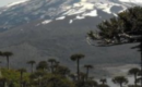 La Araucanía: MOP canceló proyectos viales que contemplaban la tala de 96 araucarias