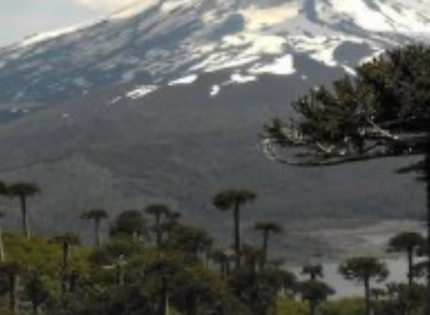 La Araucanía: MOP canceló proyectos viales que contemplaban la tala de 96 araucarias