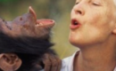 Murió Jane Goodall, la mayor experta del mundo en chimpancés