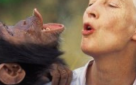 Murió Jane Goodall, la mayor experta del mundo en chimpancés