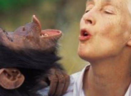 Murió Jane Goodall, la mayor experta del mundo en chimpancés