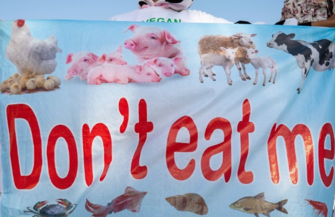 El veganismo pierde el 75% de sus seguidores en Países Bajos en sólo dos años: «Carecemos de nutrientes vitales»