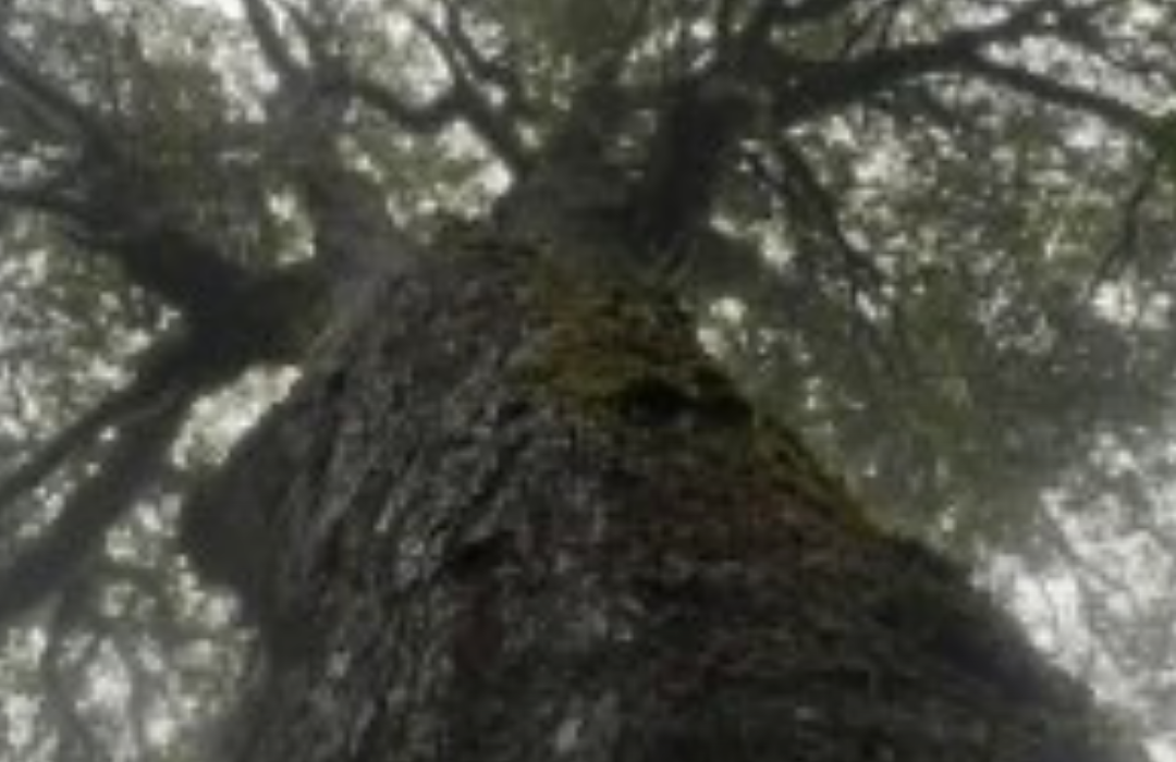 Crimen ambiental: Conaf denunció mutilación del «Coihue Abuelo», de seis siglos de edad