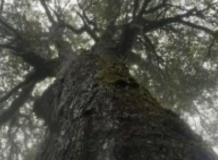 Crimen ambiental: Conaf denunció mutilación del «Coihue Abuelo», de seis siglos de edad