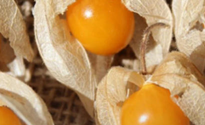 Golden berry: la fruta andina que reduciría la inflamación intestinal según estudio de científicos chilenos