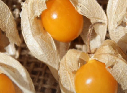 Golden berry: la fruta andina que reduciría la inflamación intestinal según estudio de científicos chilenos