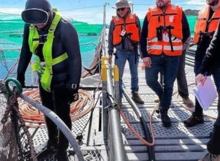 Buzos con los huesos corroídos: El otro costo humano de la industria salmonera