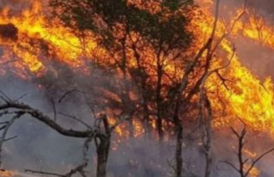Chile envía dos aeronaves a Argentina para ayudar a combatir incendios forestales en la Patagonia