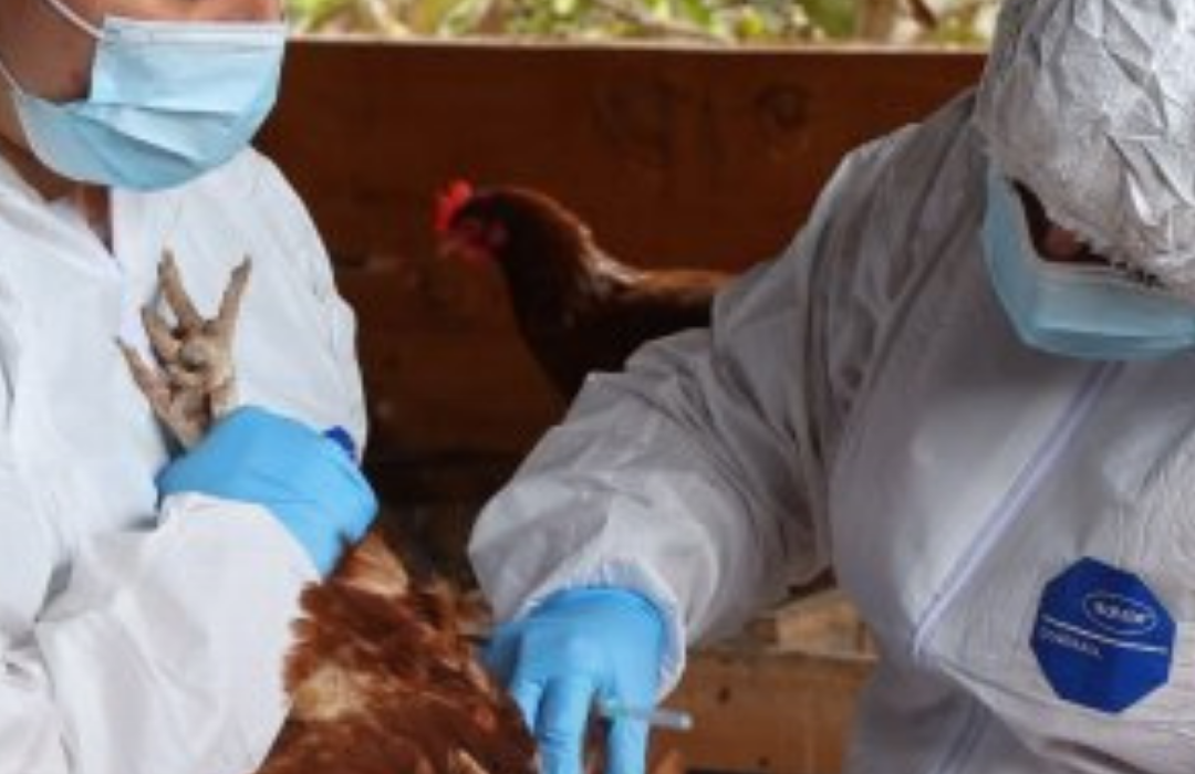 SAG suspendió exportaciones avícolas tras detectar influenza aviar