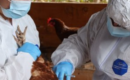 SAG suspendió exportaciones avícolas tras detectar influenza aviar