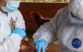 SAG suspendió exportaciones avícolas tras detectar influenza aviar