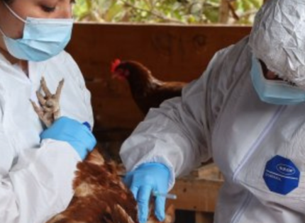 SAG suspendió exportaciones avícolas tras detectar influenza aviar
