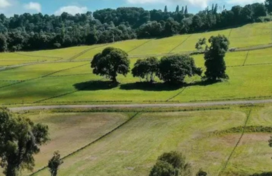 Venta de loteos agrícolas para viviendas: El fallo de la Corte Suprema que detuvo proyecto en Los Lagos