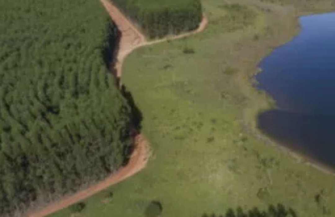 Arauco analiza vender bosques en Chile para ayudar a financiar su megaproyecto de celulosa en Brasil