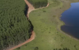 Arauco analiza vender bosques en Chile para ayudar a financiar su megaproyecto de celulosa en Brasil
