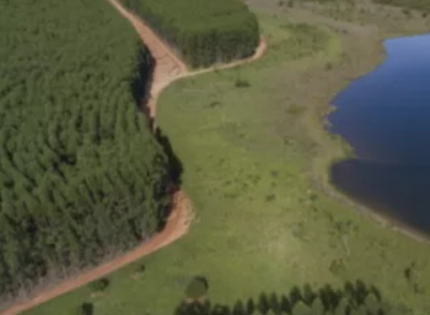 Arauco analiza vender bosques en Chile para ayudar a financiar su megaproyecto de celulosa en Brasil