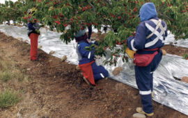 CURICÓ: CASO DE TRABAJADOR FALLECIDO EN COSECHA DE CEREZAS EN SU ETAPA FINAL